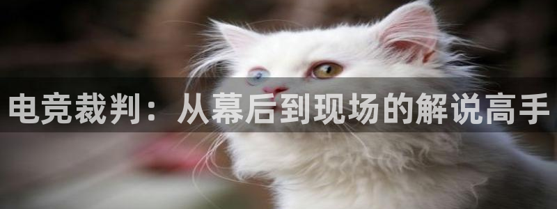 db电竞是什么软件啊：电竞裁判：从幕后到现场的解说高手